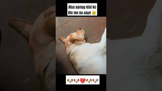 Har koi smjh nahi skta 🐶❤️ trandingshorts dogbreed dog shorts animals cutedog labrador yt [upl. by Enirac264]