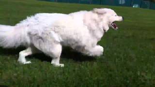 Samoyed running 50kmh [upl. by Ezaria]