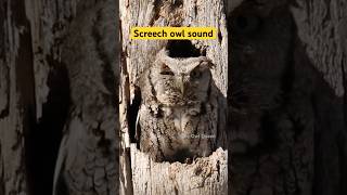 Screech owl call [upl. by Eugnimod784]