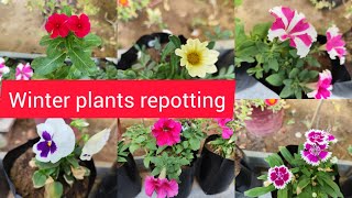 winter flowering plants repotting  November garden work [upl. by Blackmun]