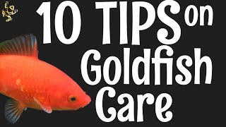 Goldfish Care 10 Things You Should Know [upl. by Eveline]