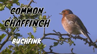 Chaffinch Alarm Call birds birdsounds [upl. by Nehpets146]