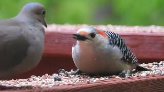 Female Redbellied Woodpecker [upl. by Egarton851]