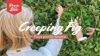 Covering an ugly wall with climber Ficus pumila minima  How to grow your creeping fig [upl. by Aimekahs]