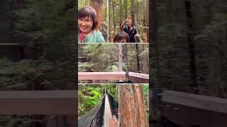 Redwoods Treewalk in Rotorua [upl. by Auj769]