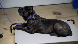 Cane Corso Training Week 1 Update [upl. by Vierno]