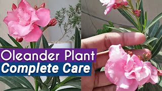 All About OleanderKaner Plant Care  Oleander Care Tips and Tricks [upl. by Grogan]