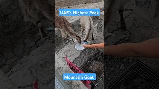 Jebel Jais Highest Peak in UAE camping outdoors rasalkhaimah uae mountains goat shorts [upl. by Delcine886]