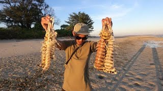 DAY 9 life in island Catching massive zebra mantis shrimp of madura Remote Island Ep  97 [upl. by Yasdnyl]