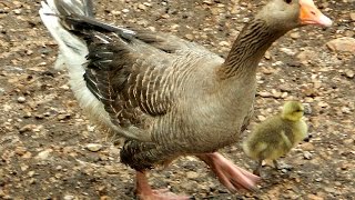 Hissing and Whistling Goslings and Geese [upl. by Ajiram715]