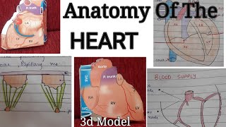 Anatomy Of The HEART in Detail  Notes  Surfaces  Borders  Relations  Blood Supply  Veins [upl. by Noble]