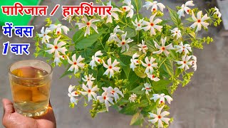 हारसिंगार  पारिजात फूलोंकलियों से भर जायेगा एक बार में ही । Harsingar Plant Kaise Lagaye Gamle me [upl. by Lai]