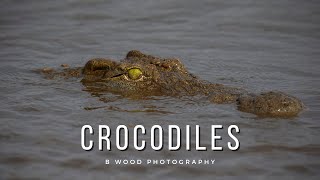 Nile Crocodile Crocodylus niloticus  Kruger National Park 🐊 [upl. by Aniaj720]