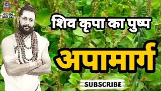 शिव कृपा का पुष्प अपामार्ग Apamarg ka phool [upl. by Susie450]