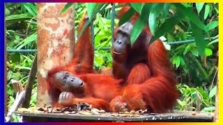 Bornean Orangutan Monkey Breeds Mating In Love And Training Around The World [upl. by Cale778]