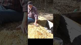 Cold Frame Questions about hay and straw garden gardening [upl. by Asatan]