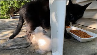 Black Cat Blackies Black amp White Kittens Like To Interrupt Their Mommy’s Breakfast [upl. by Nyliac237]