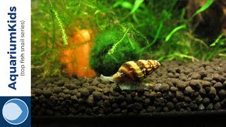 THE TOP 5 FRESHWATER SNAILS 4K UHD [upl. by Airla]