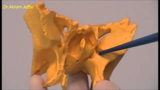 Osteology of the Skull 9 Sphenoid Bone [upl. by Minerva]