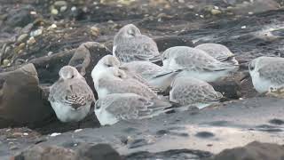 Sanderling Calidris alba Brouwersdam ZH the Netherlands 22 Nov 2024 22 [upl. by Giselle423]