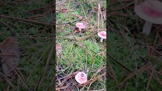 Paddestoelen🥰 wandeltocht veluwe burnout mushrooms paddestoelen believeinyourself pray [upl. by Nasya150]