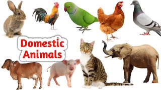 Dometic Animal  Domestic animals name and their sound for children  Chips kids tv [upl. by Rudolph]