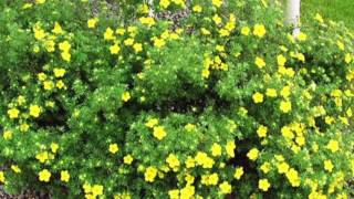 Potentilla  Watters Garden Center [upl. by Kizzee]