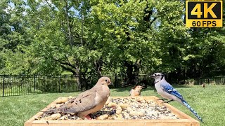 The Ultimate Backyard Wildlife CAT TV Experience 🐦 Backyard Birds Galore 🐦 Cat TV for Cats to Watch [upl. by Alli487]