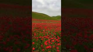 In the field of poopy 😍✨beautiful shorts flowers [upl. by Ardnekan]