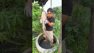 Menemukan Ikan Lele Ukuran Monster Di Sumur Tua lele lelemonster survival skills sumurtua [upl. by Cristine]