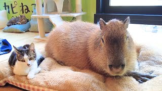 Capybara amp Cat Cafe in Japan Tokyo 🐈 Capy Neko Cafe Kichijoji [upl. by Yramesor]