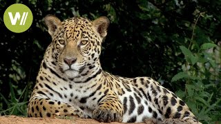 Secret Brazil Jaguar the king of the Pantanal  Animal documentary  Part 12 [upl. by Hashim]