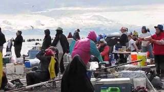 Alaskans descend on the Kenai River to dipnet for salmon [upl. by Lenahc]