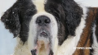 Ours le Saint Bernard  Outdooring Hivernal [upl. by Ced227]