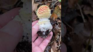 amanita amanitamuscaria flyagaric foraging inedible poisonous poisonousmushroom foraginguk [upl. by Rabkin]