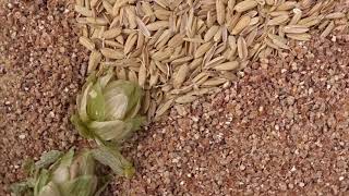 Close Up Look At Milled Rice Malt [upl. by Atsillac]