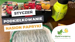 Wysiew papryki w styczniu  Podkiełkowanie nasion papryki i pomidorów [upl. by Lurie473]