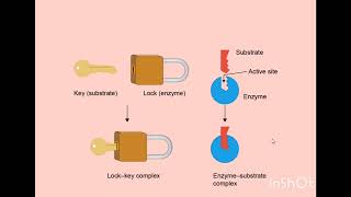 Enzyme Mechanism [upl. by Noguchi688]