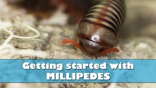 Getting started with millipedes  Millipede care and setup [upl. by Rellim397]