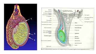 Anatomia do Sistema Genital Masculino  Parte 1 [upl. by Lune]