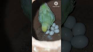 Show and rainbow budgies cross breeding 2024 [upl. by Amadis]