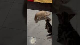 Kitten Chaos MeTang and Tigers Hilarious Play Fight [upl. by Ertha]