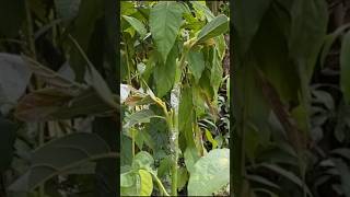 Tips For Grafting Avocado With Double Buds  Avocado Grafting Technique gardening grafting [upl. by Nylknarf]