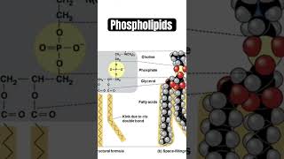 Phospholipids amphipathic building blocks of 🦠 membranes biology science see lecture [upl. by Naillimxam]