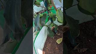 Indian jujube fruit plant on terrace garden regi pandu [upl. by Octavia]