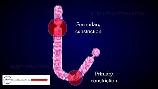 STRUCTURE OF CHROMOSOME [upl. by Reg]