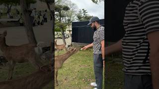 Bowing Deer of Nara Japan travel travelvlog japan food vlog [upl. by Anneh]