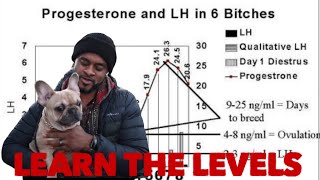 How to learn to read progesterone levels for the best breeding outcomes [upl. by Anneyehc]