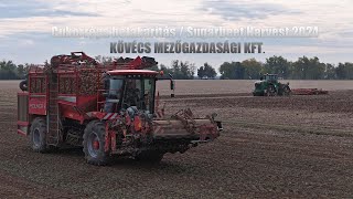 KövécsAgro Sugarbeet HarvestCukorrépa 2024Holmer T430 Ropa Maus John Deere 9620RX 8200 7810 [upl. by Ise959]