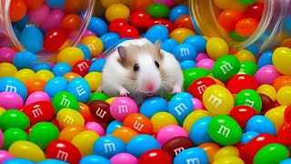 🌈 Colorful Hamster Maze with mampms Candies 🍬 [upl. by Bernice148]